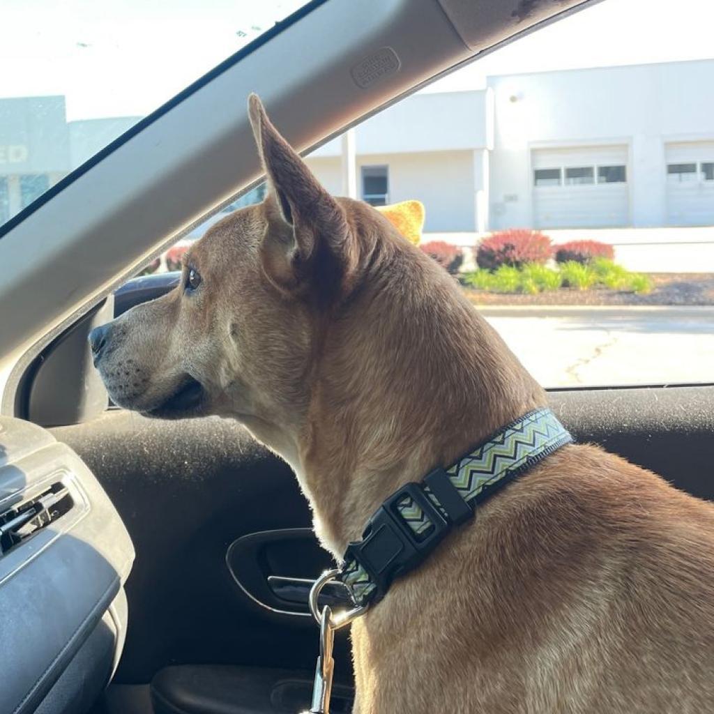 Ace, an adoptable Shepherd in Wichita, KS, 67278 | Photo Image 2