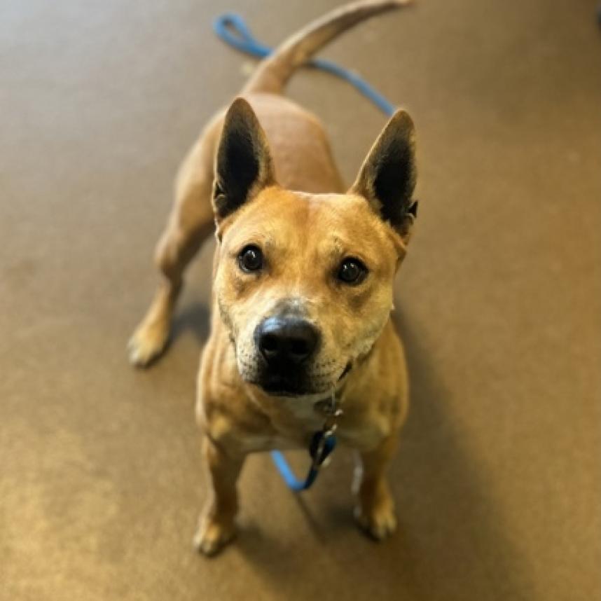 Ace, an adoptable Shepherd in Wichita, KS, 67278 | Photo Image 4