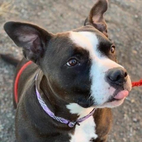 Phoebe, an adoptable Pit Bull Terrier in Wichita, KS, 67278 | Photo Image 1