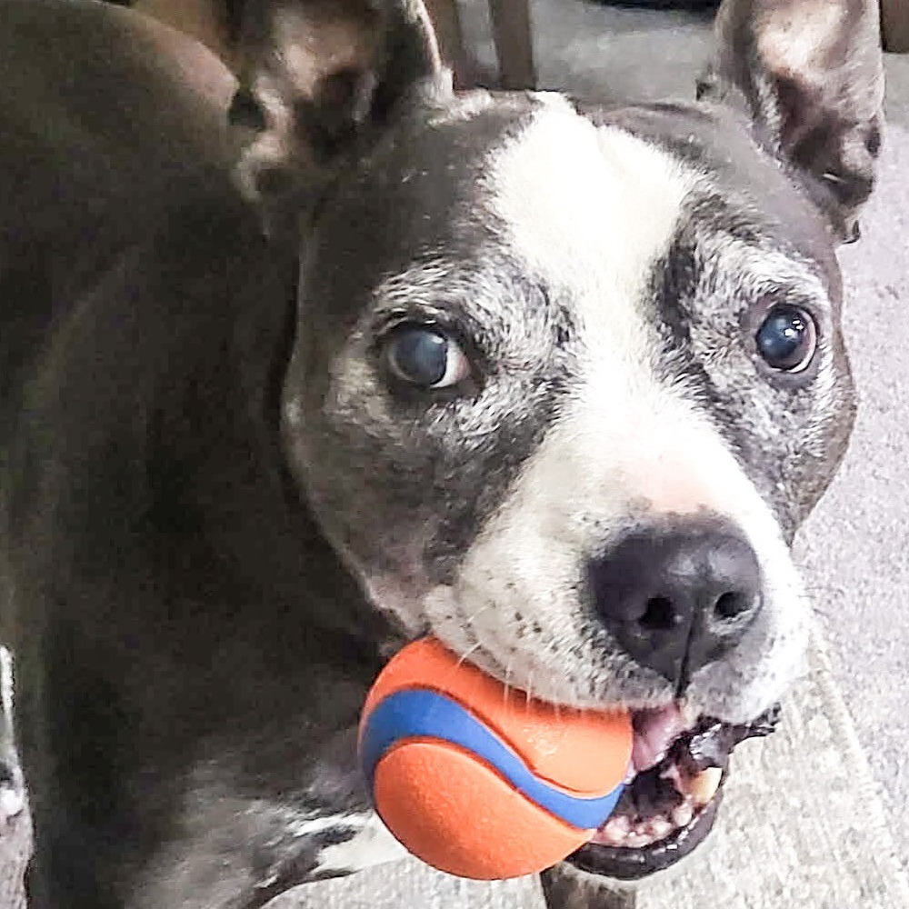 Phoebe, an adoptable Pit Bull Terrier in Wichita, KS, 67278 | Photo Image 1