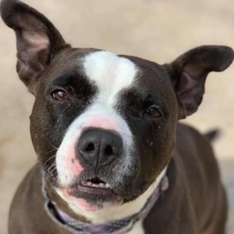 Phoebe, an adoptable Pit Bull Terrier in Wichita, KS, 67278 | Photo Image 2