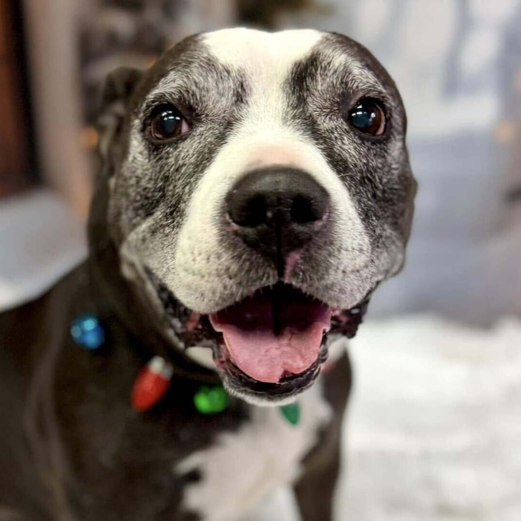 Phoebe, an adoptable Pit Bull Terrier in Wichita, KS, 67278 | Photo Image 2