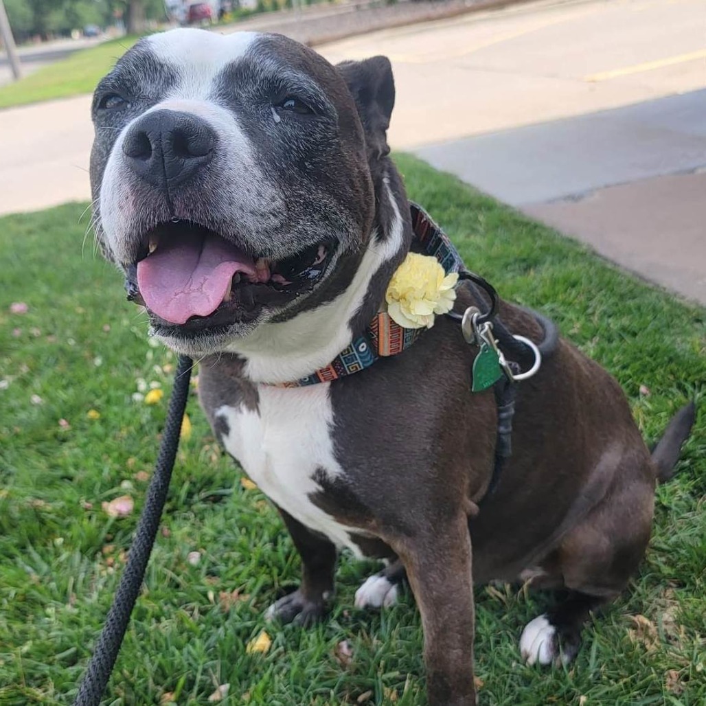Phoebe, an adoptable Pit Bull Terrier in Wichita, KS, 67278 | Photo Image 3