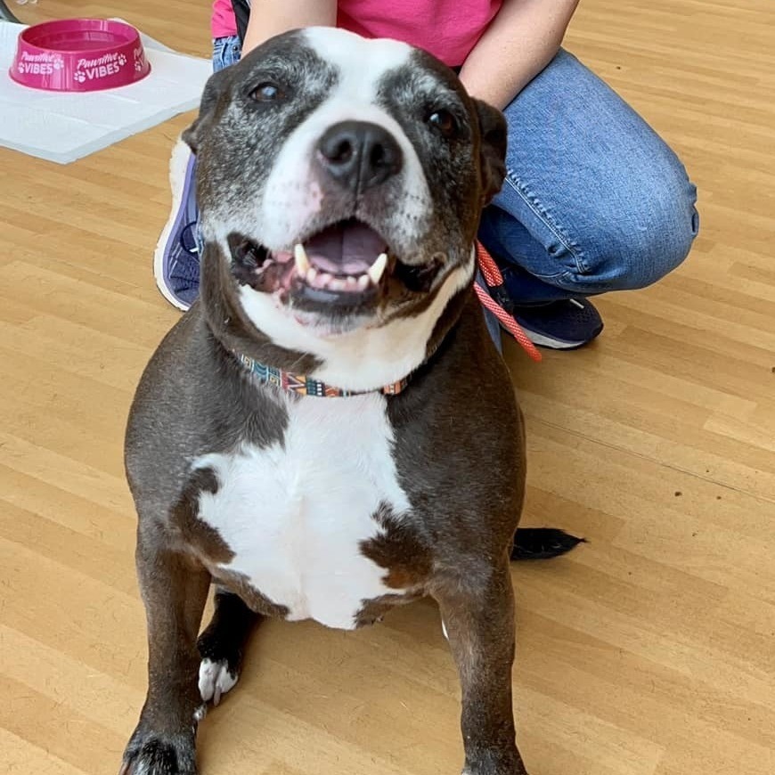 Phoebe, an adoptable Pit Bull Terrier in Wichita, KS, 67278 | Photo Image 4