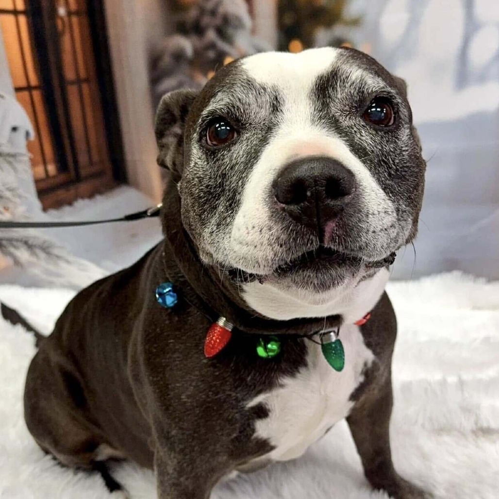 Phoebe, an adoptable Pit Bull Terrier in Wichita, KS, 67278 | Photo Image 5