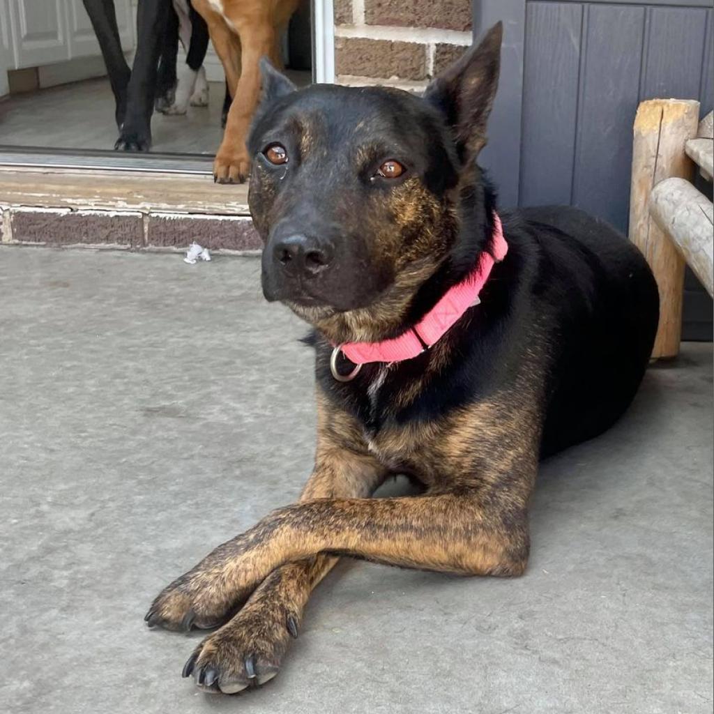 Rizzo, an adoptable Shepherd in Wichita, KS, 67278 | Photo Image 2