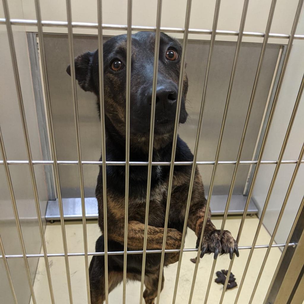 Rizzo, an adoptable Shepherd in Wichita, KS, 67278 | Photo Image 3