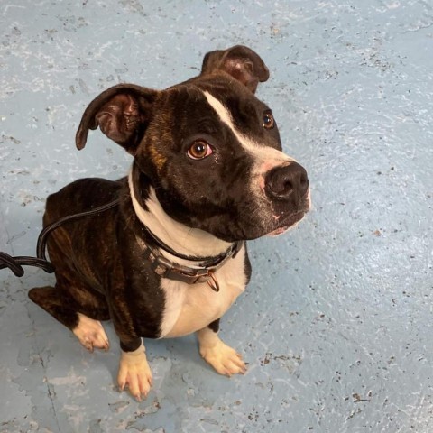 Clarence, an adoptable Pit Bull Terrier in Wichita, KS, 67278 | Photo Image 1