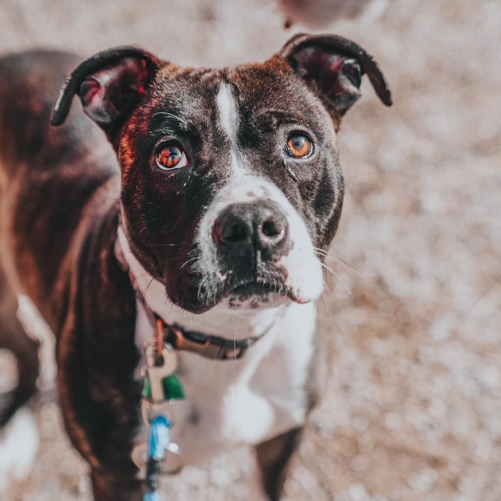 Clarence, an adoptable Pit Bull Terrier in Wichita, KS, 67278 | Photo Image 1