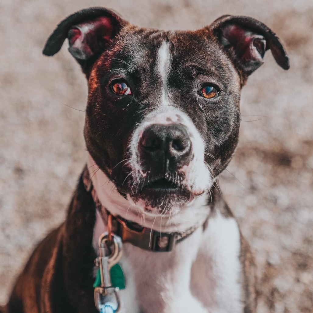 Clarence, an adoptable Pit Bull Terrier in Wichita, KS, 67278 | Photo Image 3