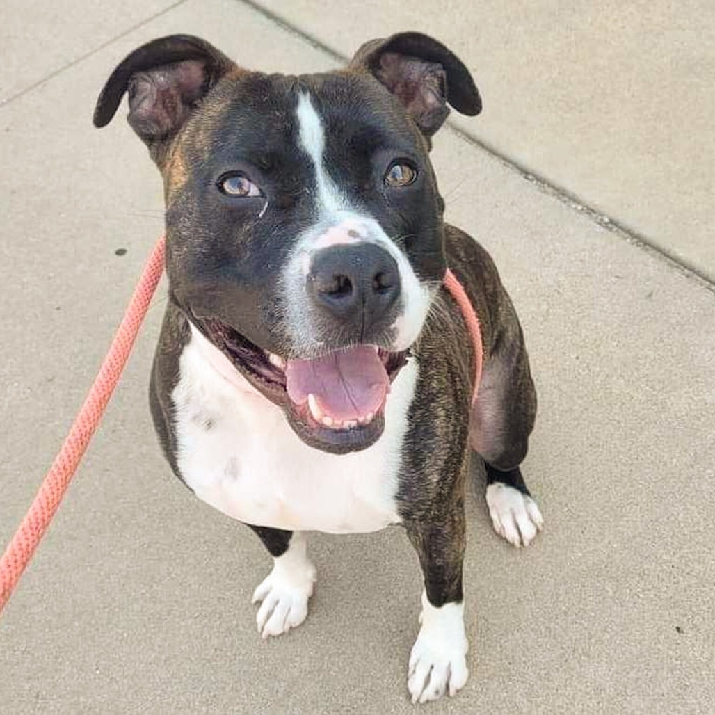 Clarence, an adoptable Pit Bull Terrier in Wichita, KS, 67278 | Photo Image 4