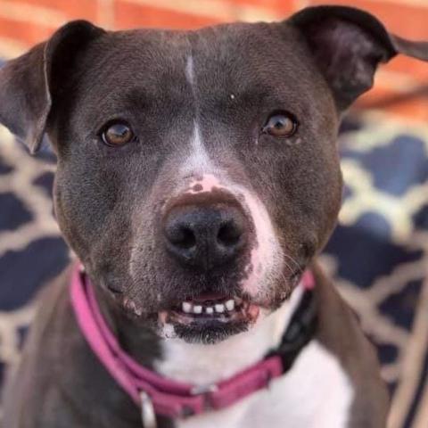 Colette, an adoptable Pit Bull Terrier in Wichita, KS, 67278 | Photo Image 1