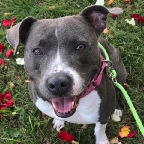 Colette, an adoptable Pit Bull Terrier in Wichita, KS, 67278 | Photo Image 2