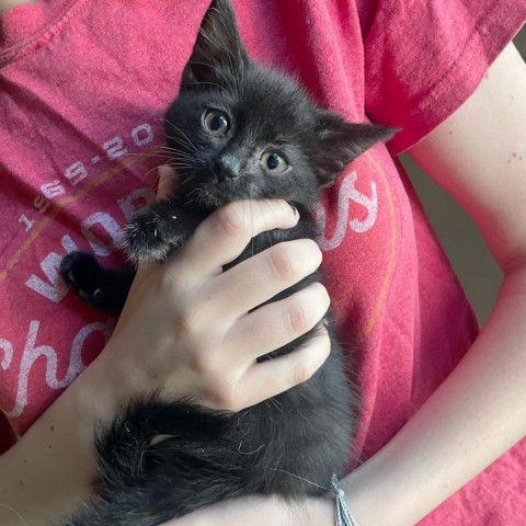 Nunchucks, an adoptable Domestic Short Hair in Wichita, KS, 67278 | Photo Image 2