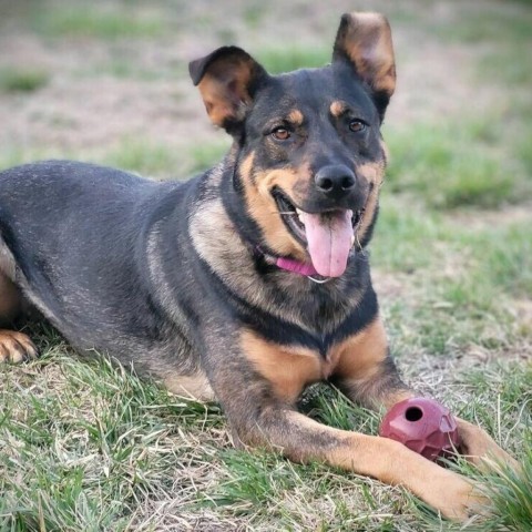 Clove, an adoptable German Shepherd Dog, Doberman Pinscher in Wichita, KS, 67278 | Photo Image 1