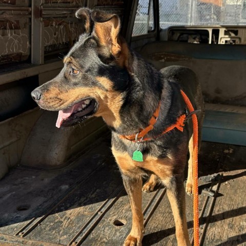 Clove, an adoptable German Shepherd Dog, Doberman Pinscher in Wichita, KS, 67278 | Photo Image 2