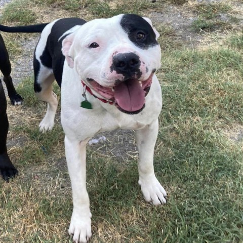 Cannellini, an adoptable Pit Bull Terrier in Wichita, KS, 67278 | Photo Image 1