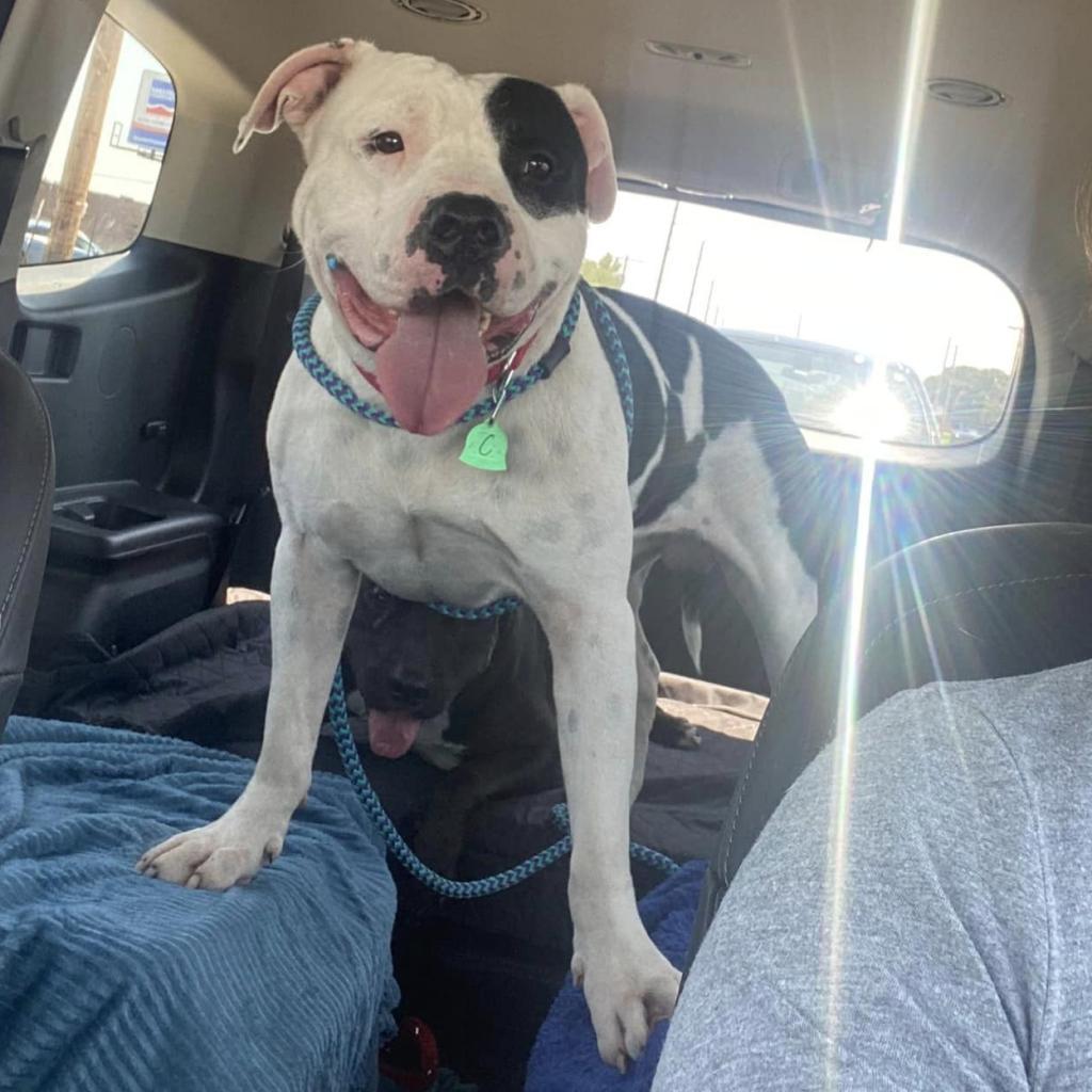 Cannellini, an adoptable Pit Bull Terrier in Wichita, KS, 67278 | Photo Image 2