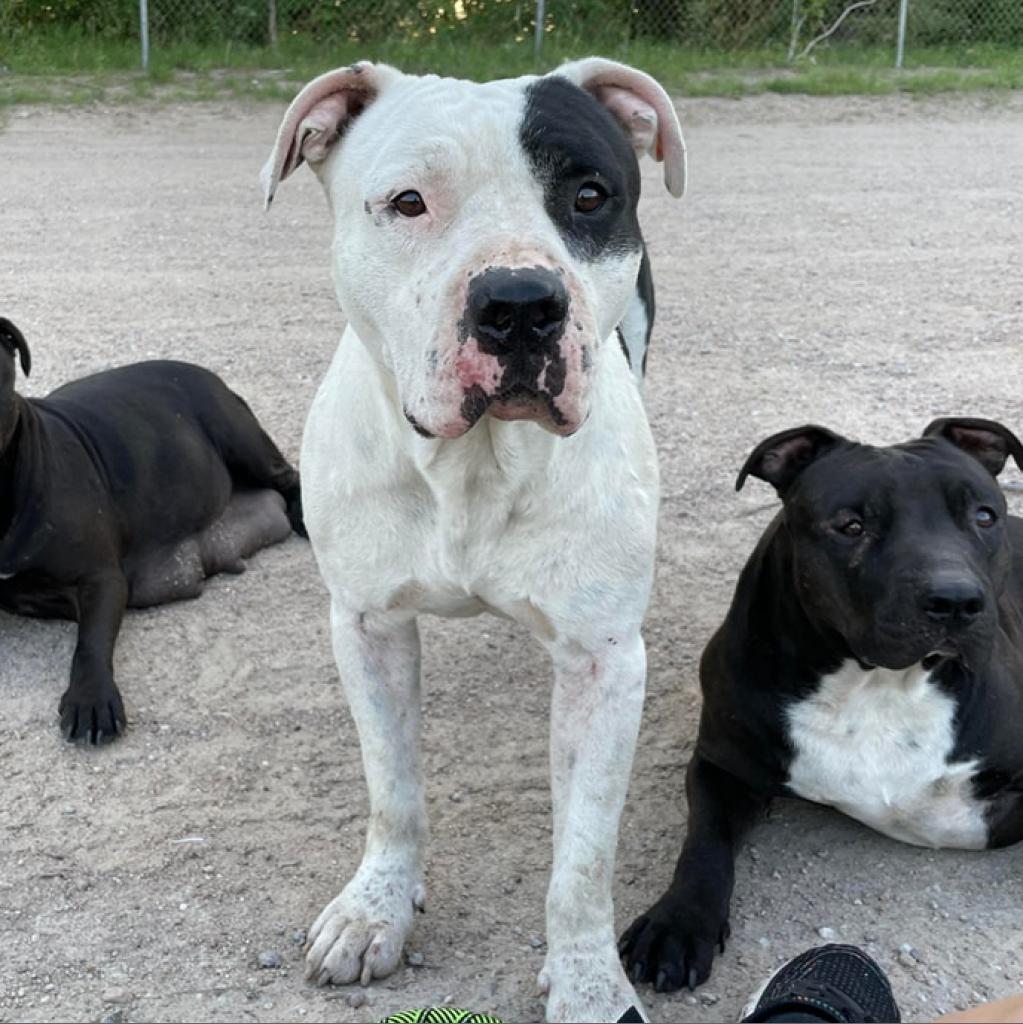 Cannellini, an adoptable Pit Bull Terrier in Wichita, KS, 67278 | Photo Image 3