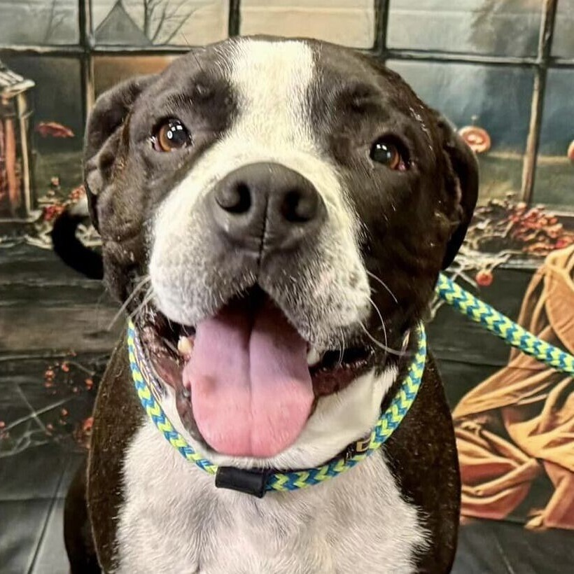 Santiago, an adoptable Pit Bull Terrier in Wichita, KS, 67278 | Photo Image 1