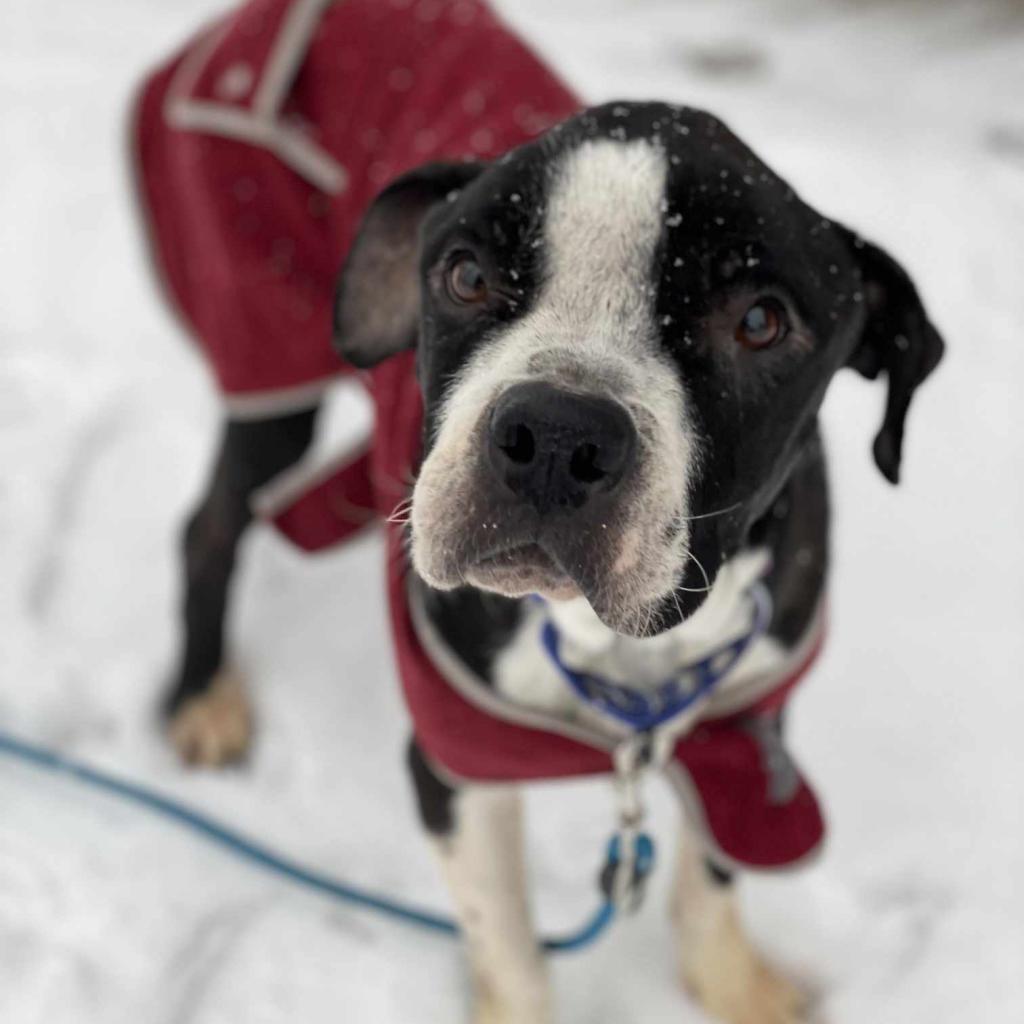 Santiago, an adoptable Pit Bull Terrier in Wichita, KS, 67278 | Photo Image 2