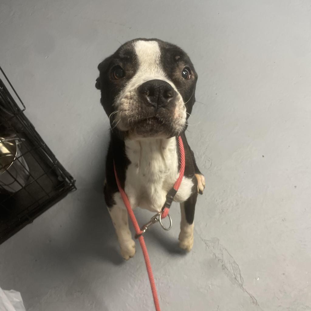 Santiago, an adoptable Pit Bull Terrier in Wichita, KS, 67278 | Photo Image 3
