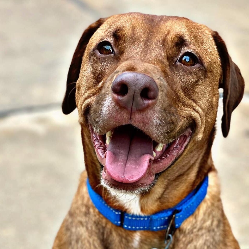 Griffin, an adoptable Labrador Retriever, Mixed Breed in Wichita, KS, 67278 | Photo Image 1