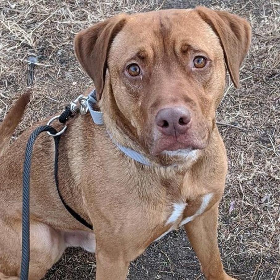 Griffin, an adoptable Labrador Retriever, Mixed Breed in Wichita, KS, 67278 | Photo Image 2