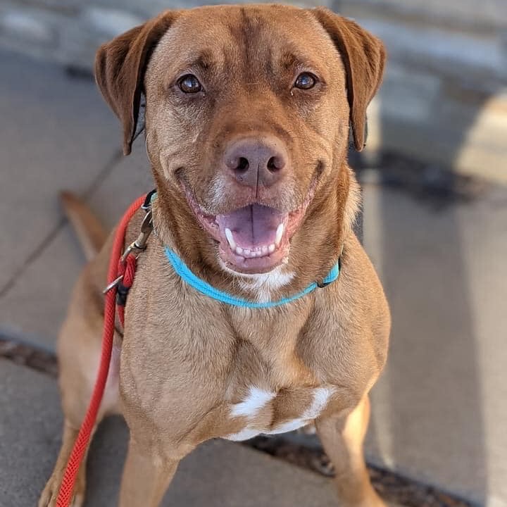 Griffin, an adoptable Labrador Retriever, Mixed Breed in Wichita, KS, 67278 | Photo Image 2