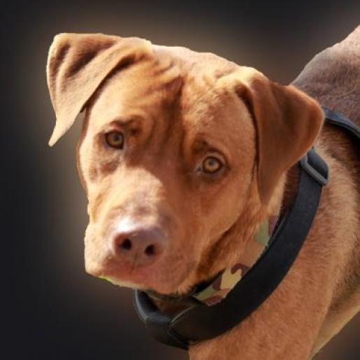 Griffin, an adoptable Labrador Retriever, Mixed Breed in Wichita, KS, 67278 | Photo Image 3