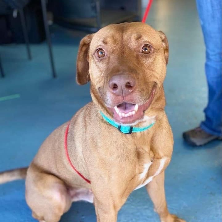Griffin, an adoptable Labrador Retriever, Mixed Breed in Wichita, KS, 67278 | Photo Image 3