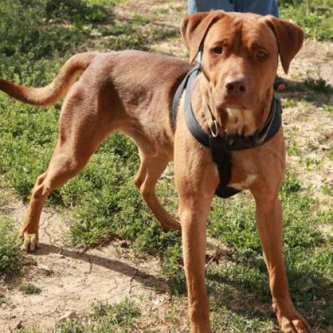 Griffin, an adoptable Labrador Retriever, Mixed Breed in Wichita, KS, 67278 | Photo Image 4
