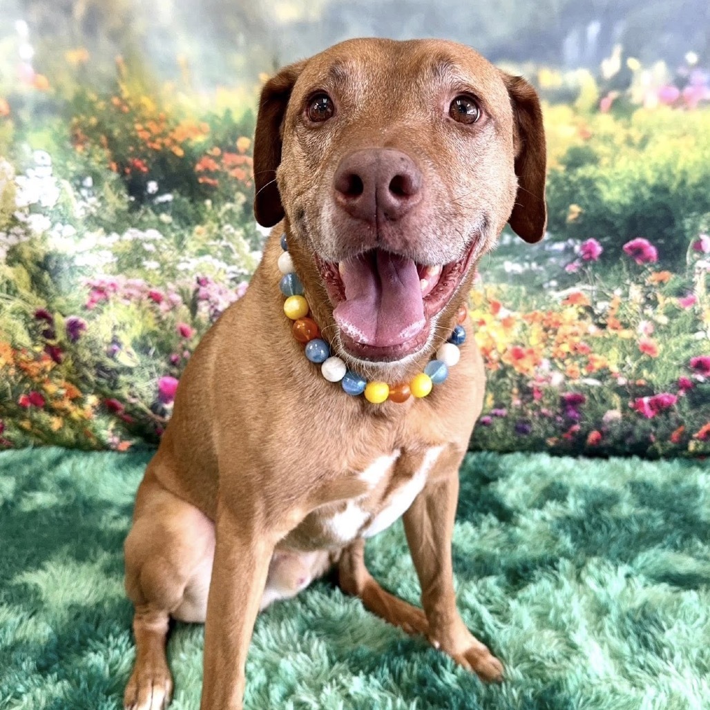 Griffin, an adoptable Labrador Retriever, Mixed Breed in Wichita, KS, 67278 | Photo Image 4