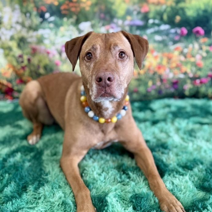 Griffin, an adoptable Labrador Retriever, Mixed Breed in Wichita, KS, 67278 | Photo Image 5