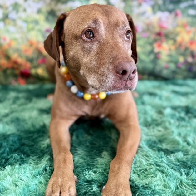 Griffin, an adoptable Labrador Retriever, Mixed Breed in Wichita, KS, 67278 | Photo Image 6