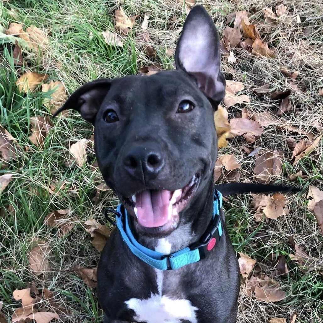 Moksha, an adoptable Pit Bull Terrier in Wichita, KS, 67278 | Photo Image 1