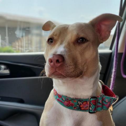 Gaia, an adoptable Pit Bull Terrier in Wichita, KS, 67278 | Photo Image 1