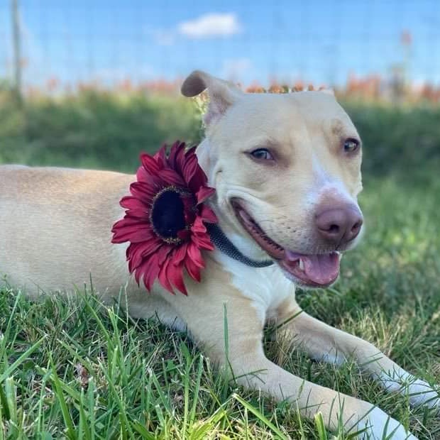 Gaia, an adoptable Pit Bull Terrier in Wichita, KS, 67278 | Photo Image 2
