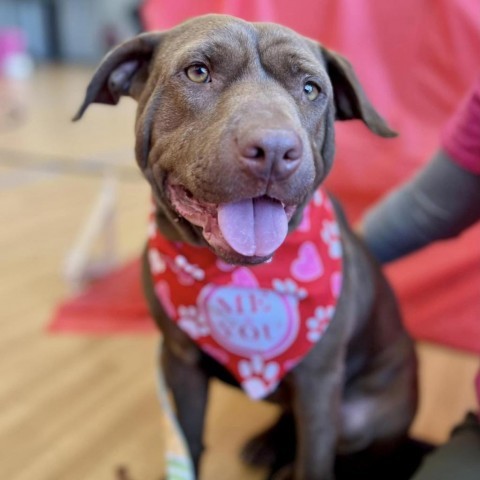 Ginny, an adoptable Pit Bull Terrier in Wichita, KS, 67278 | Photo Image 1