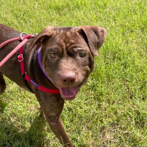 Ginny, an adoptable Pit Bull Terrier in Wichita, KS, 67278 | Photo Image 2