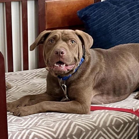 Ginny, an adoptable Pit Bull Terrier in Wichita, KS, 67278 | Photo Image 3