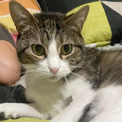 Helen, an adoptable Domestic Short Hair in Wichita, KS, 67278 | Photo Image 1