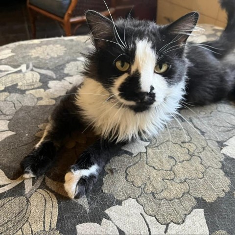 Sutter, an adoptable Domestic Medium Hair in Wichita, KS, 67278 | Photo Image 5