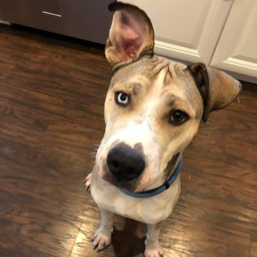 Kavik, an adoptable Husky, Pit Bull Terrier in Wichita, KS, 67278 | Photo Image 1