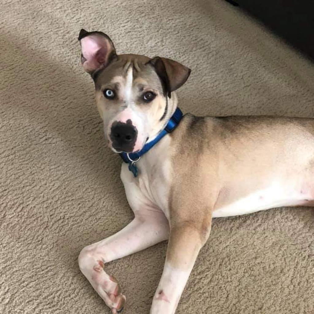 Kavik, an adoptable Husky, Pit Bull Terrier in Wichita, KS, 67278 | Photo Image 2