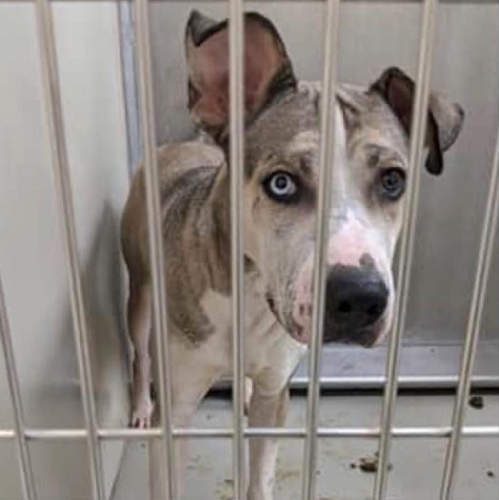 Kavik, an adoptable Husky, Pit Bull Terrier in Wichita, KS, 67278 | Photo Image 3