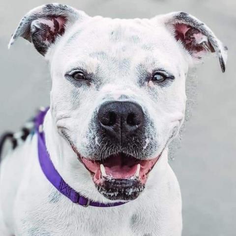 Nikki, an adoptable American Bulldog, Boxer in Wichita, KS, 67278 | Photo Image 1