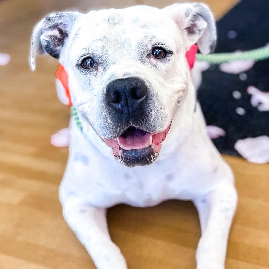 Nikki, an adoptable American Bulldog, Boxer in Wichita, KS, 67278 | Photo Image 1