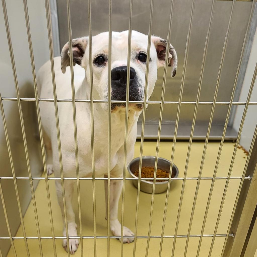 Nikki, an adoptable American Bulldog, Boxer in Wichita, KS, 67278 | Photo Image 3