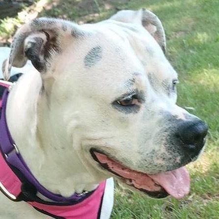 Nikki, an adoptable American Bulldog, Boxer in Wichita, KS, 67278 | Photo Image 4